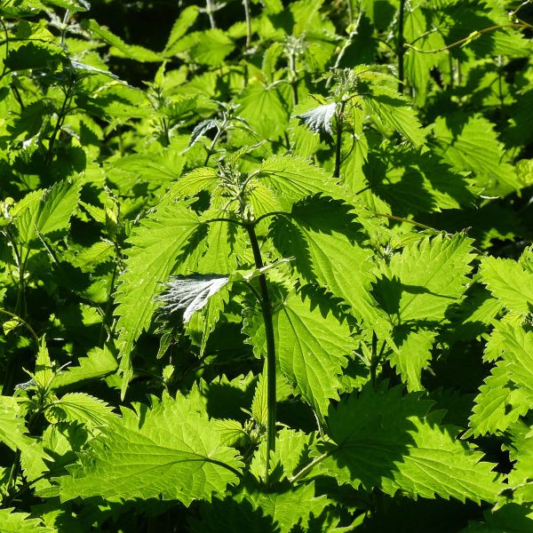Common stinging nettles (Urtica dioica) in the sunshine