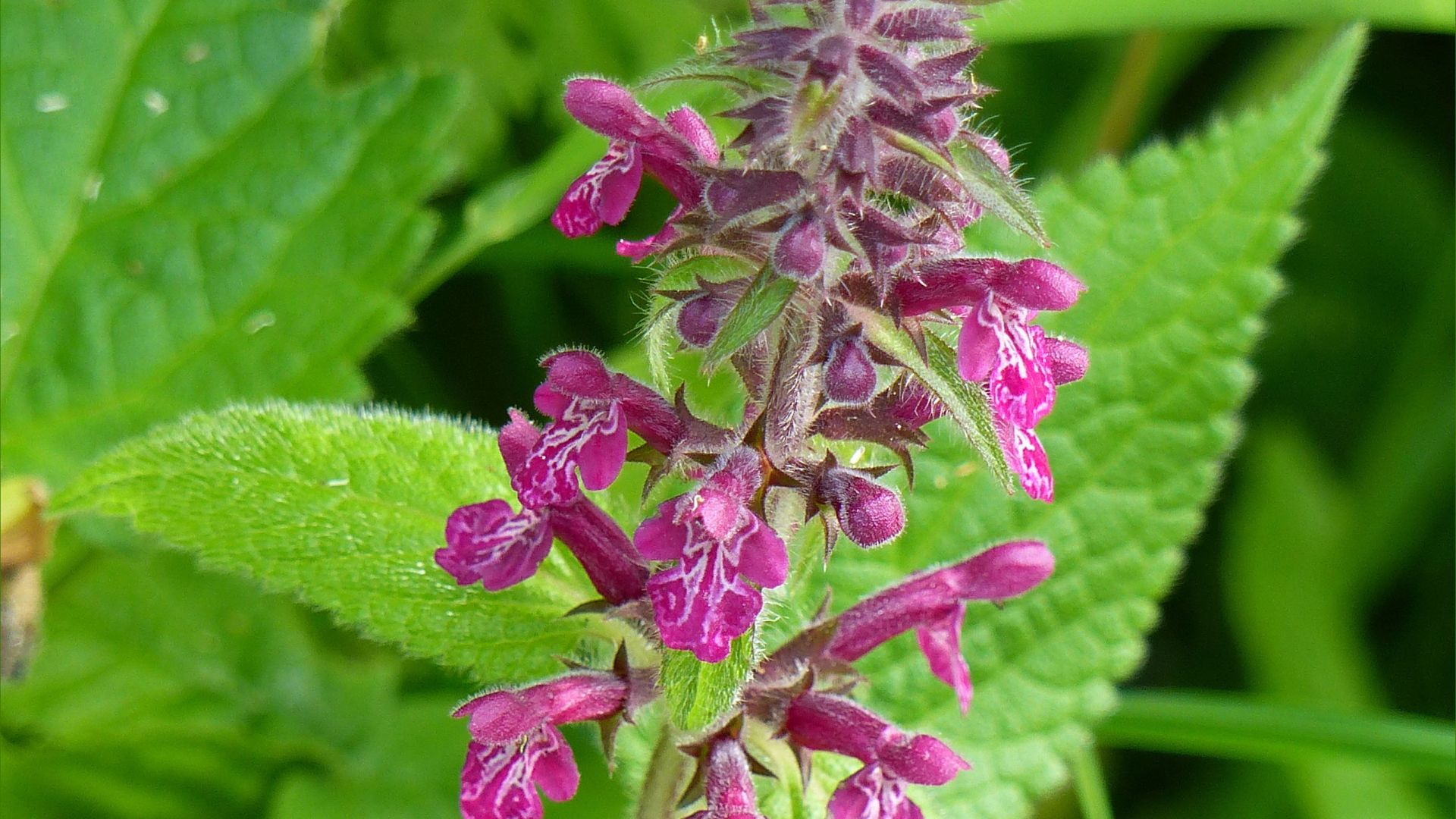 Deep pink patterned wild flowers of Hedge Woundwort (Stachys sylvatica)