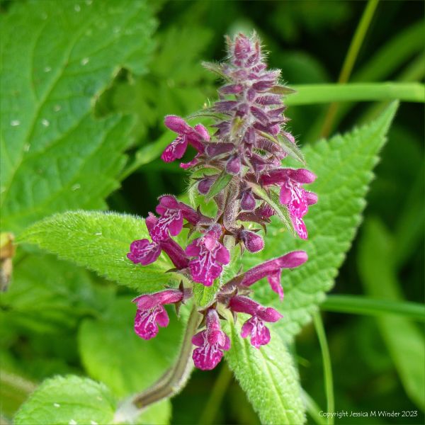 Deep pink patterned wild flowers of Hedge Woundwort (Stachys sylvatica)