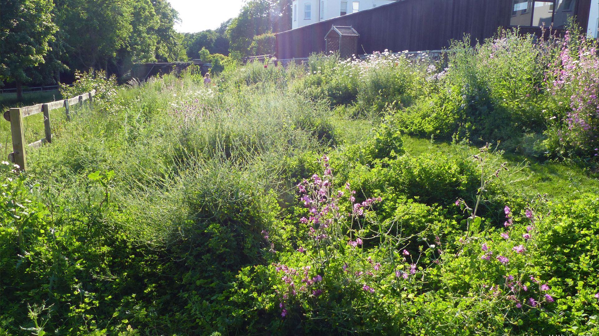 Early June vegetation in a Dorset wild garden