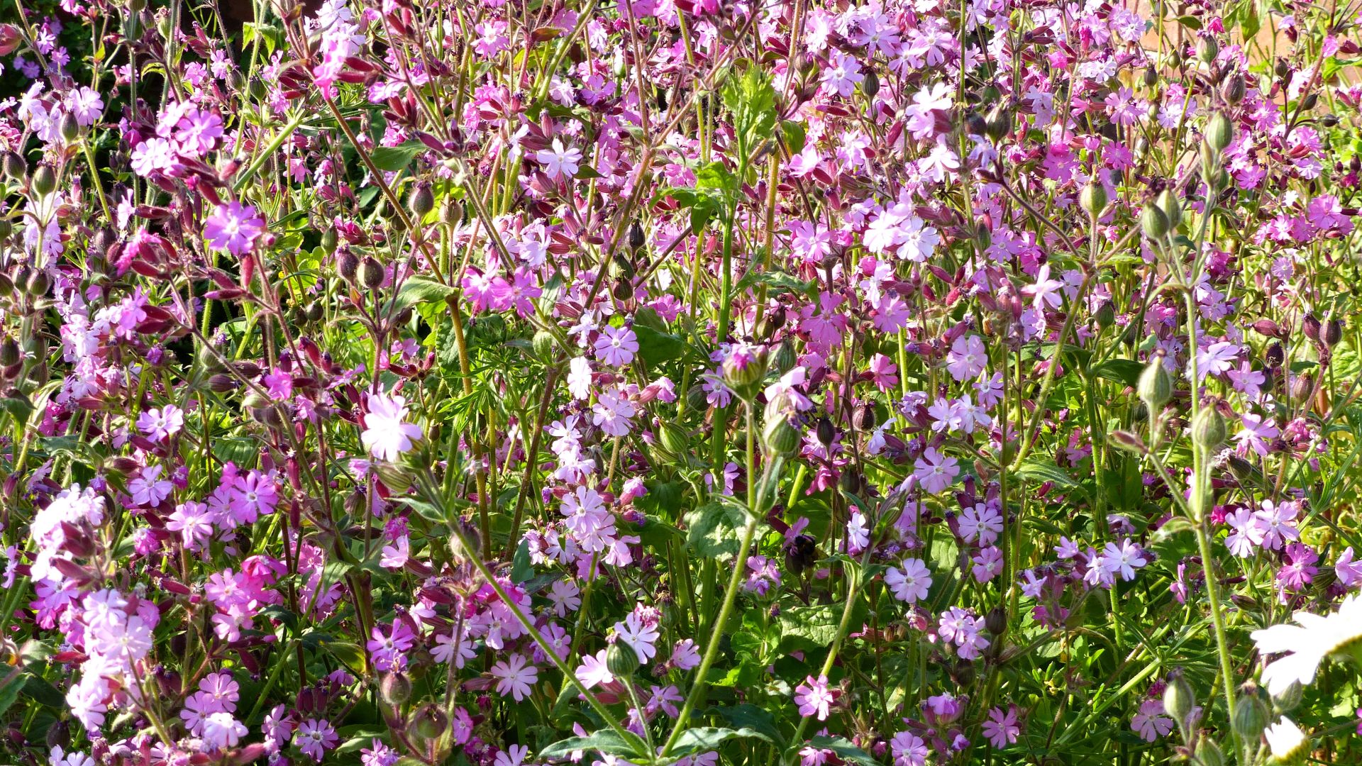 Red Campion flowers in late June