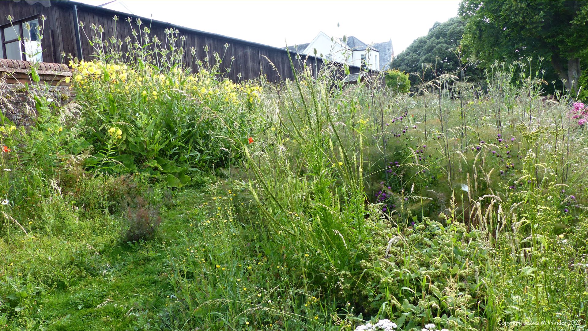 General view of a wild garden in flower its first year 26th June 2023
