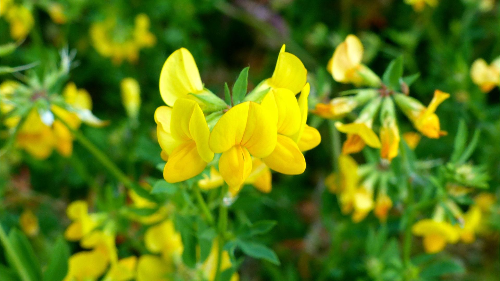 Yellow flowers of Greater Bird's-foot Trefoil (Lotus pedunculatus)