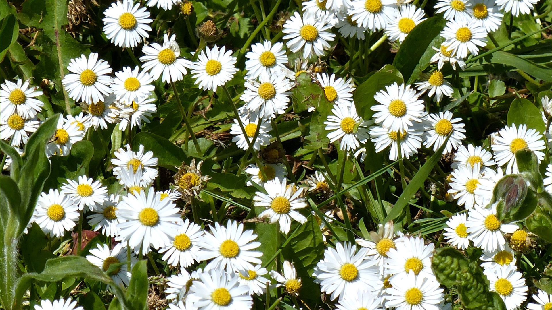 White flowers of Common daisy (Bellis perennis) growing in the wild