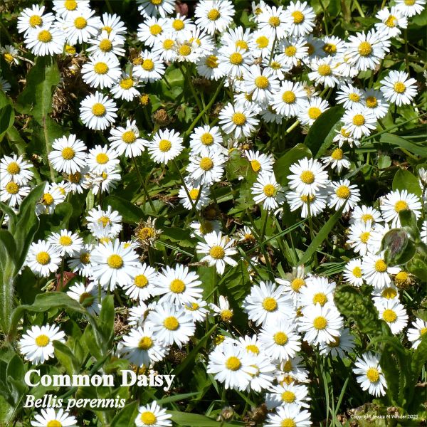 White flowers of Common daisy (Bellis perennis) growing in the wild