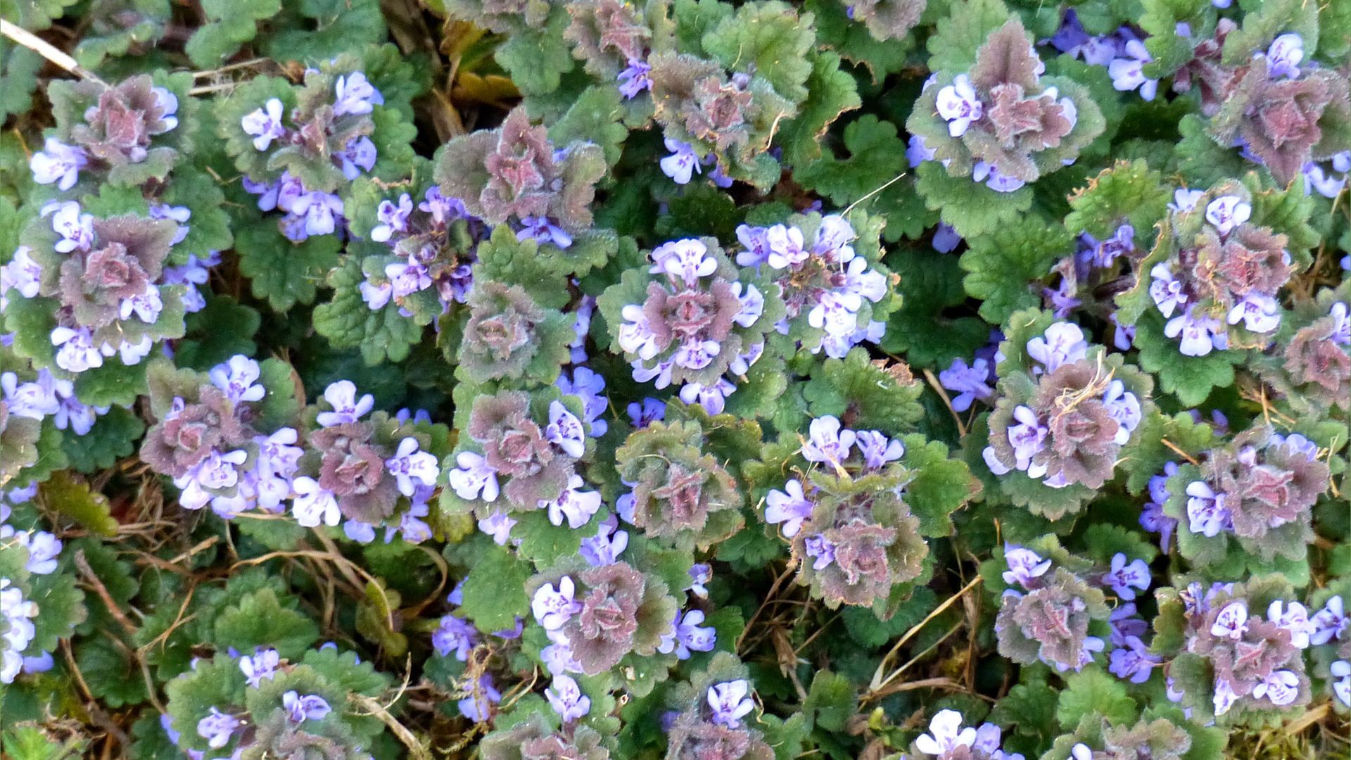 Flowers of Ground Ivy (Glechoma hederacea)