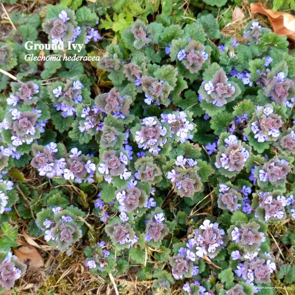 Flowers of Ground Ivy (Glechoma hederacea)