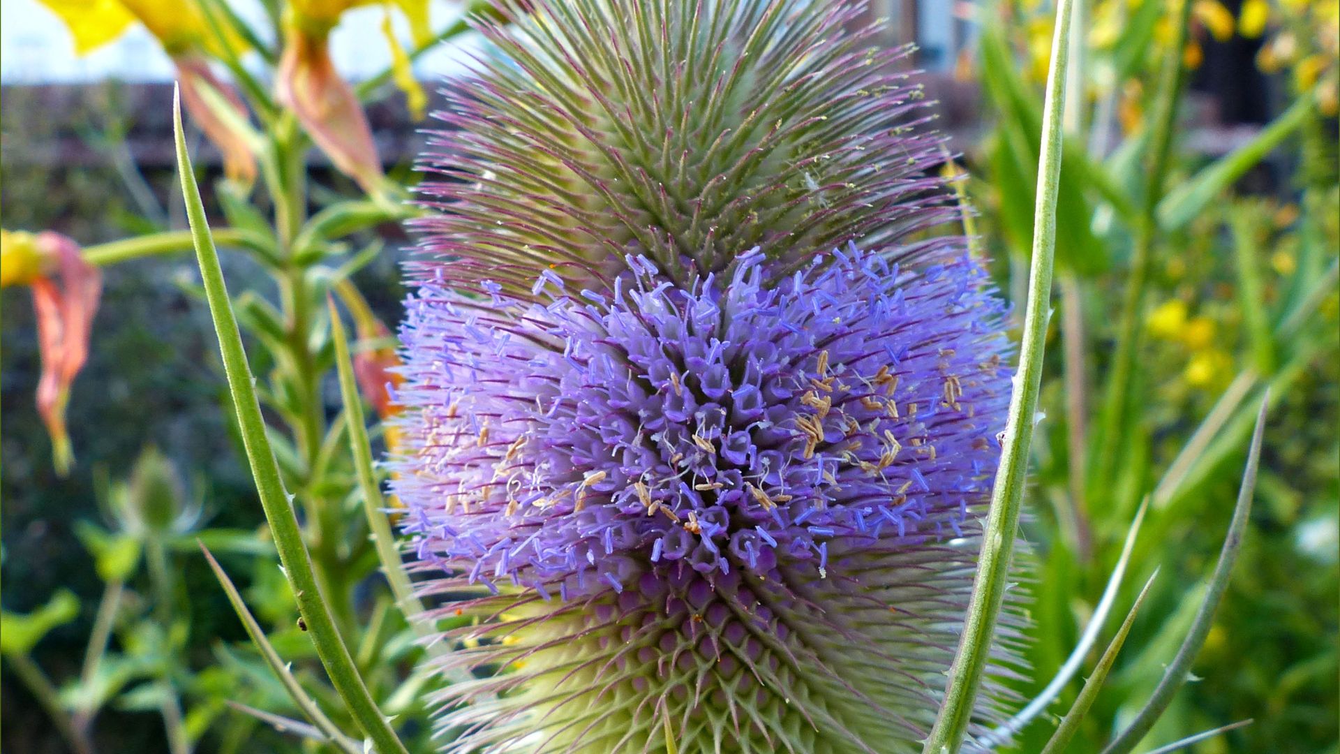 Pinkish purple flowers of Wild Teasel (Dipsacus fulionum) in a wild garden