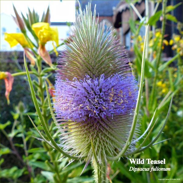 Pinkish purple flowers of Wild Teasel (Dipsacus fulionum) in a wild garden