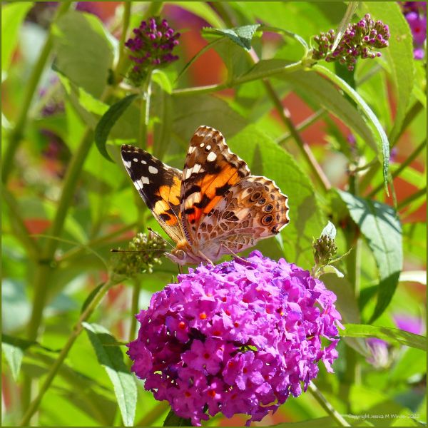 Painted Lady butterfly (Vanessa cardui) feeding on buddleia flowers
