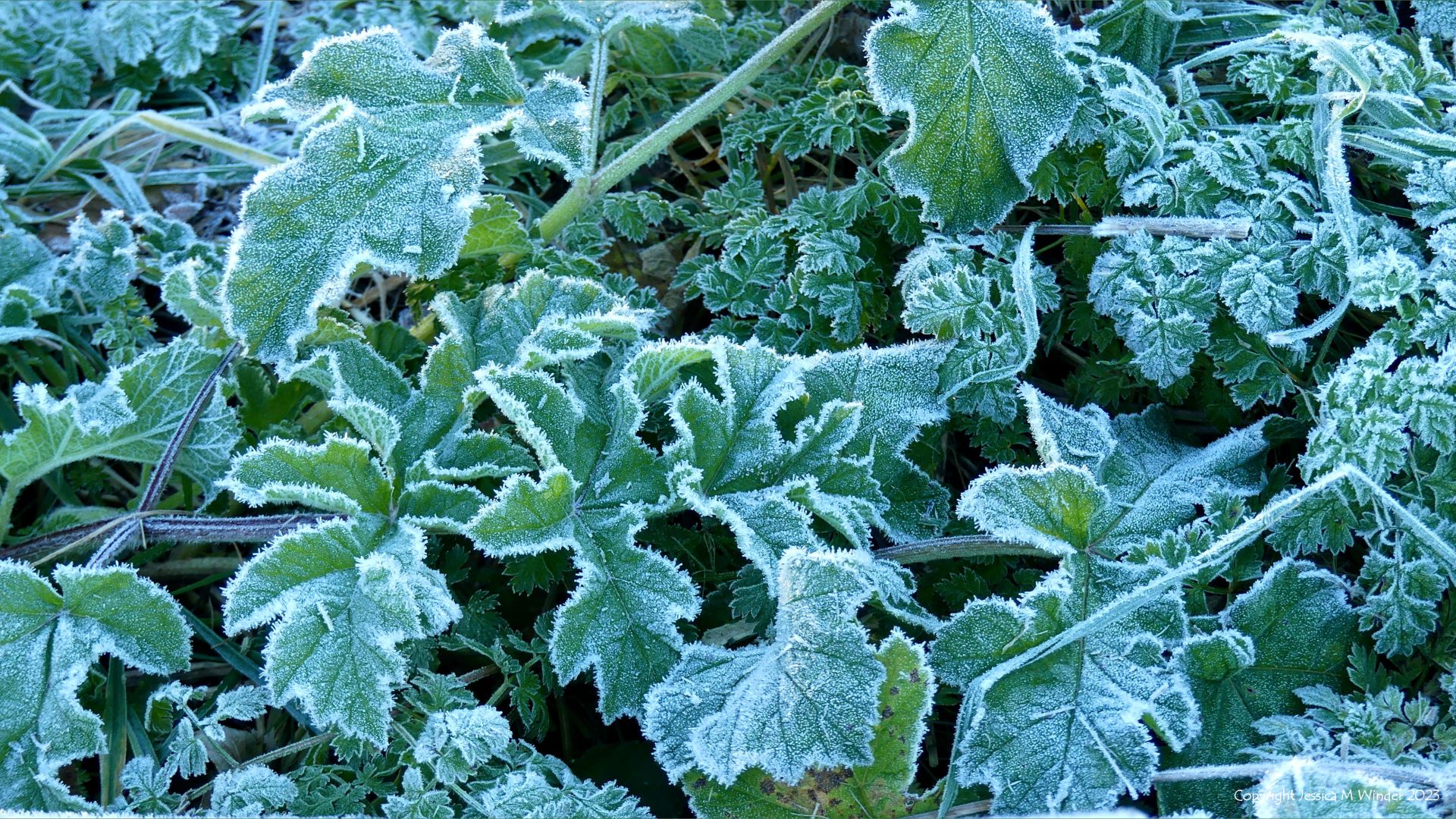 Frost on growing green leaves of native British hogweed and cow parsley