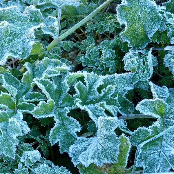 Frost on growing green leaves of native British hogweed and cow parsley