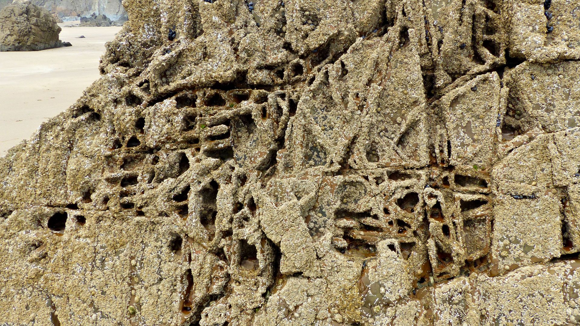 Natural erosion pattern and texture in a rock on the beach with encrusting organisms