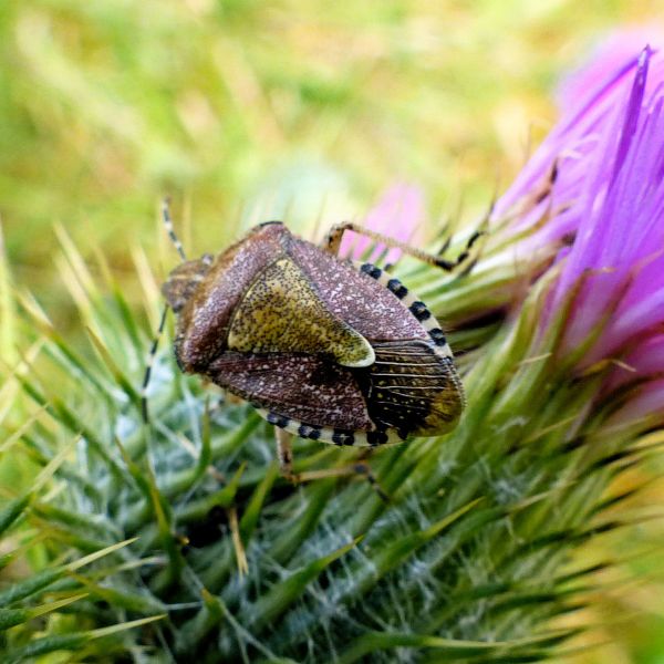 Hairy Shieldbug (Dolycoris baccarum) on a thistle flower