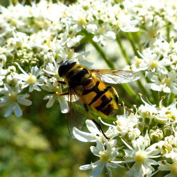 Batman Hoverfly (Myathropa florea) feeding on hogweed flowers