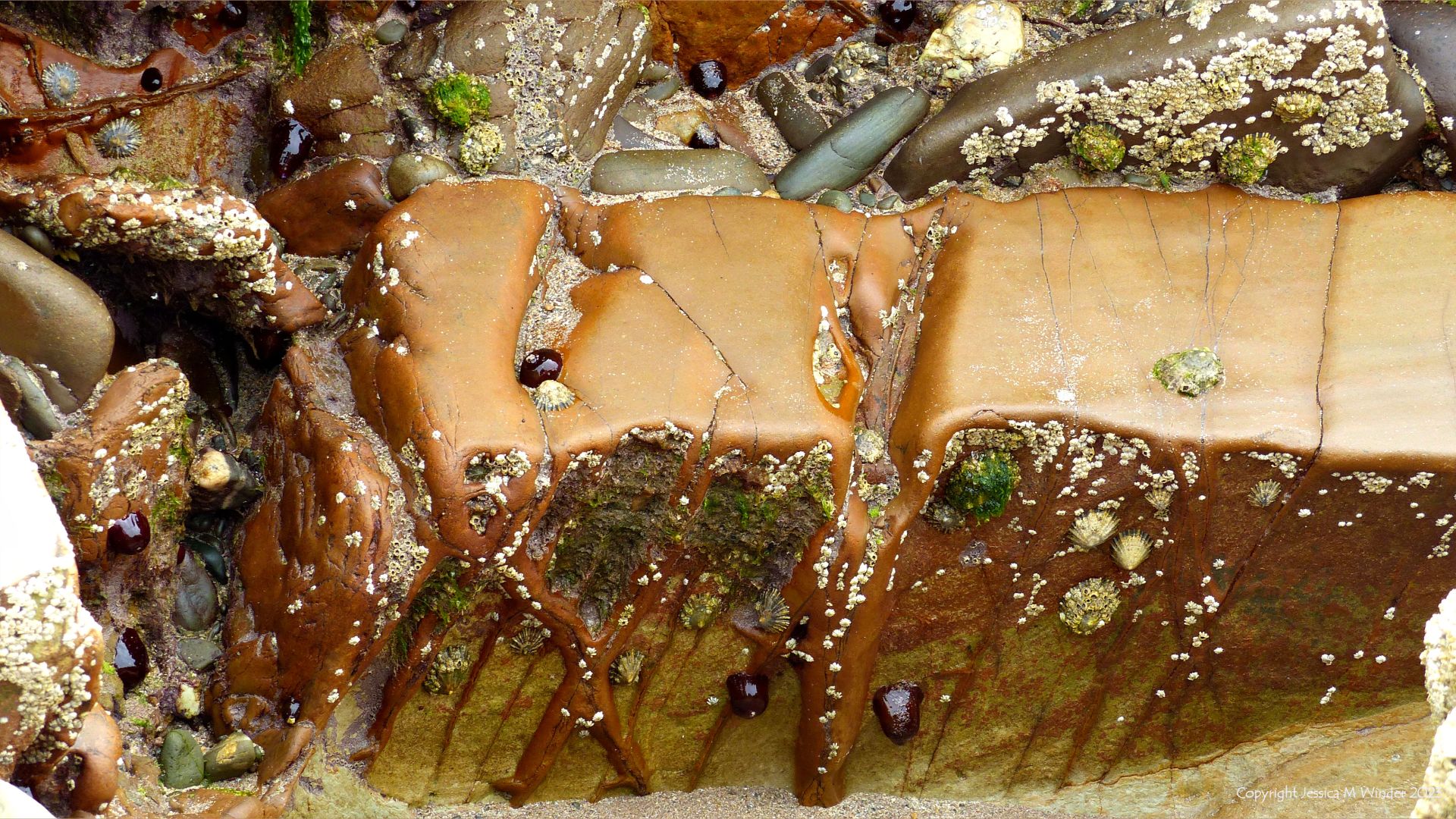 Natural pattern, texture and colour in Silurian rock at Marloes Beach in Pembrokeshire, with encrusting barnacles and limpets.