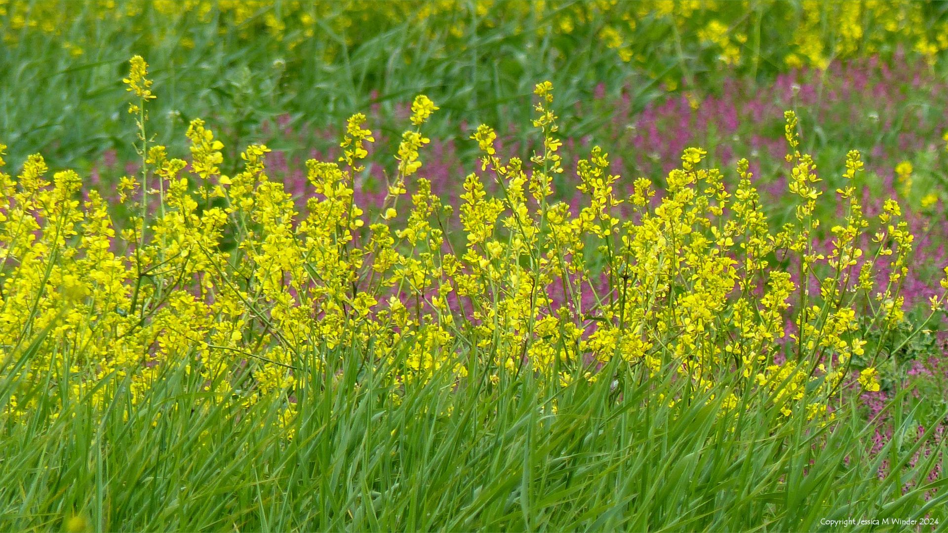Flowers planted by the National Trust to support wildlife at Rhossili on Gower in South Wales