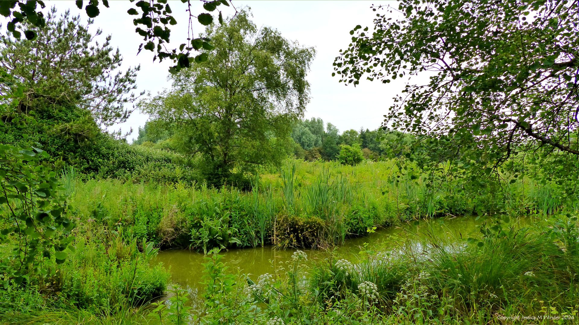 Summer wetland habitat vegetation and plant communities at the Llanelli Wetlands and Wildlife Trust site
