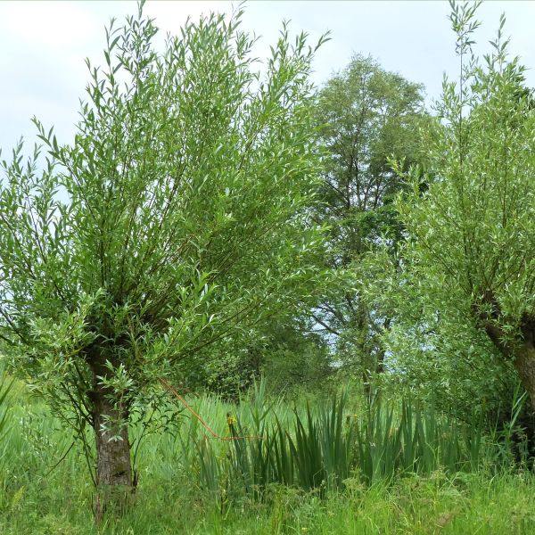 Summer wetland habitat vegetation and plant communities with pollarded willow trees at the Llanelli Wetlands and Wildlife Trust site