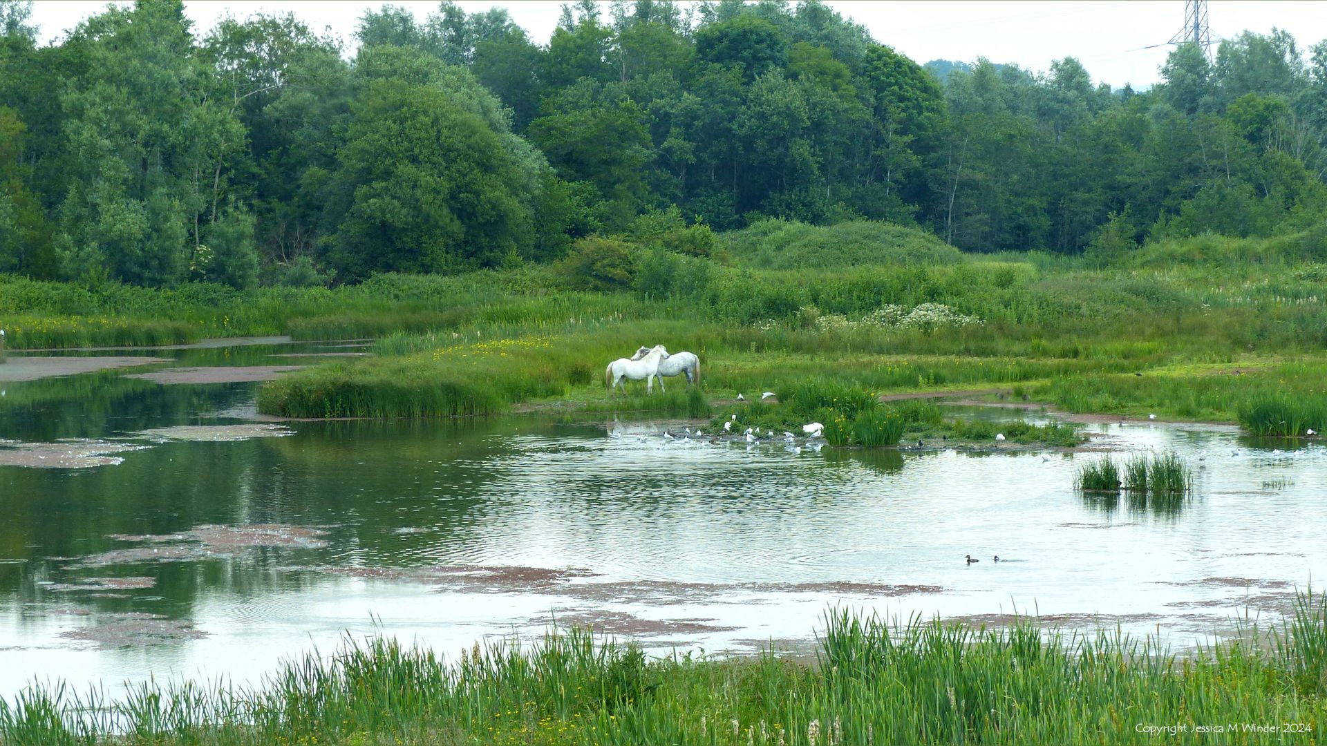 White ponies and summer wetland habitat vegetation and plant communities at the Llanelli Wetlands and Wildlife Trust site