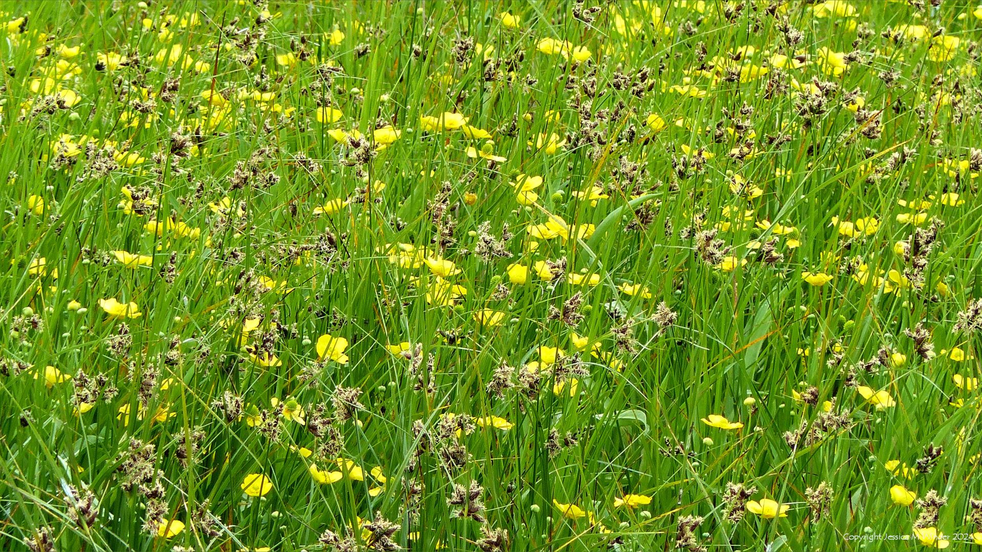 Summer wetland habitat vegetation and plant communities at the Llanelli Wetlands and Wildlife Trust site
