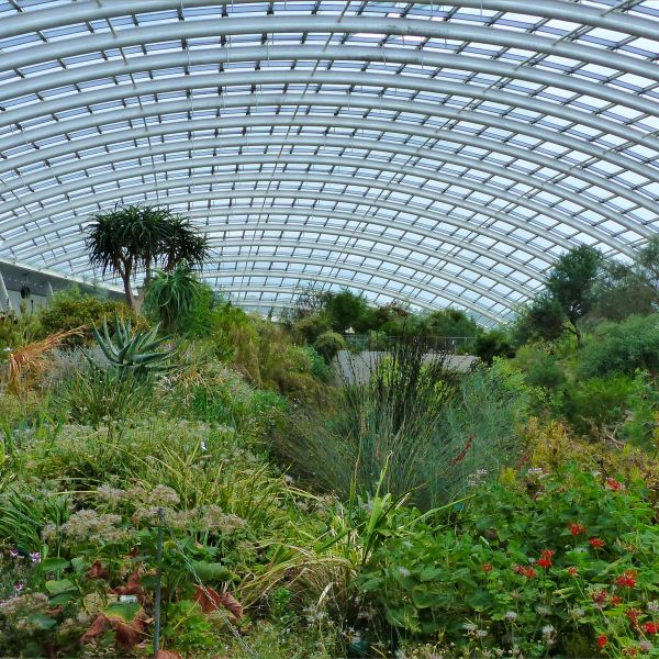 Plants in the great glasshouse at the National Botanic Garden of Wales