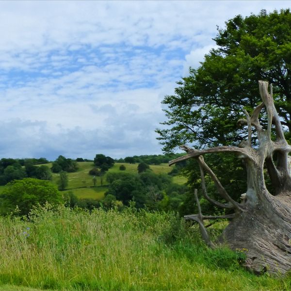 Weathered tree stump and roots in countryside setting at the National Botanic Garden of Wales