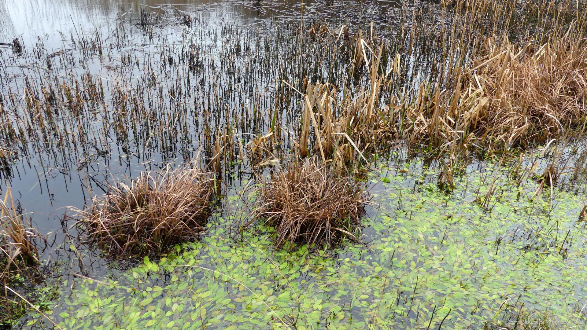 Winter lowland fen plant community in water at Crymlyn Bog