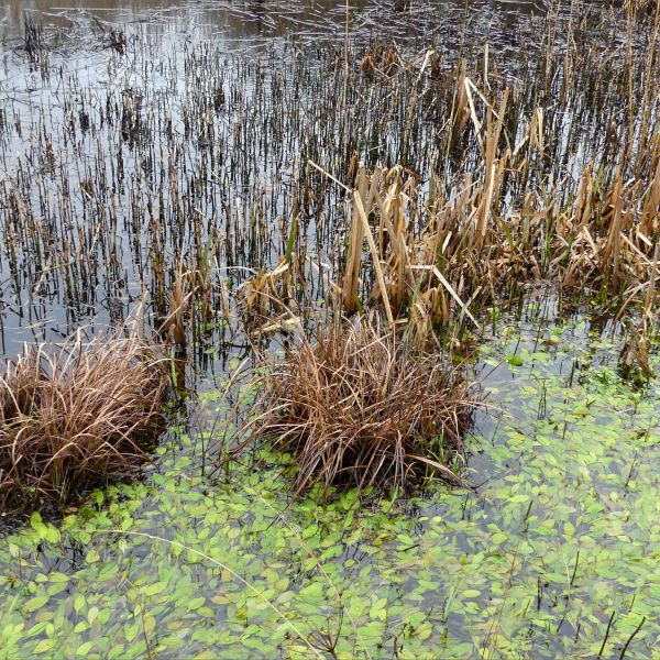 Winter lowland fen plant community in water at Crymlyn Bog