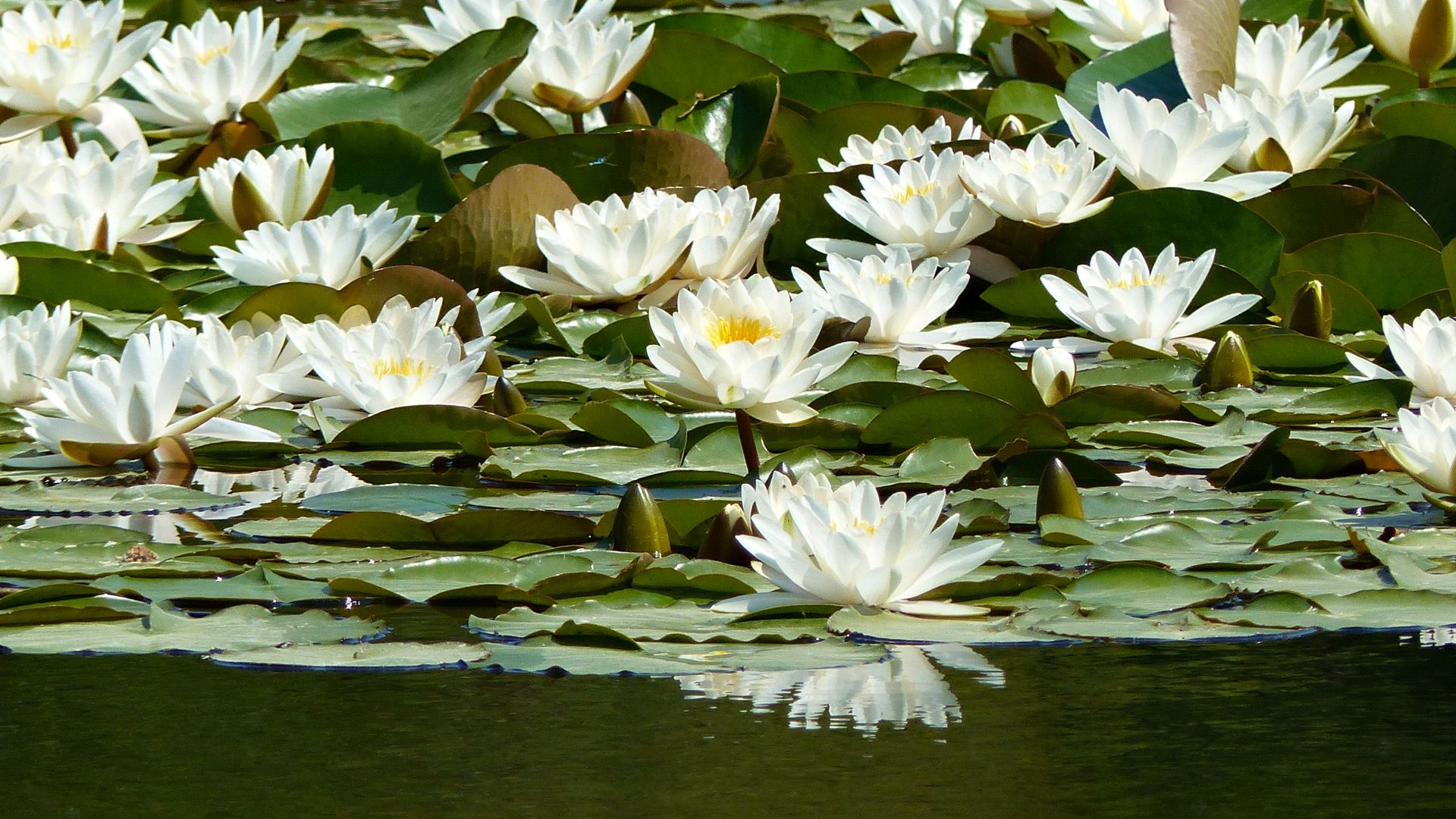 White lily flowers and leaves floating in a wetland habitat pond
