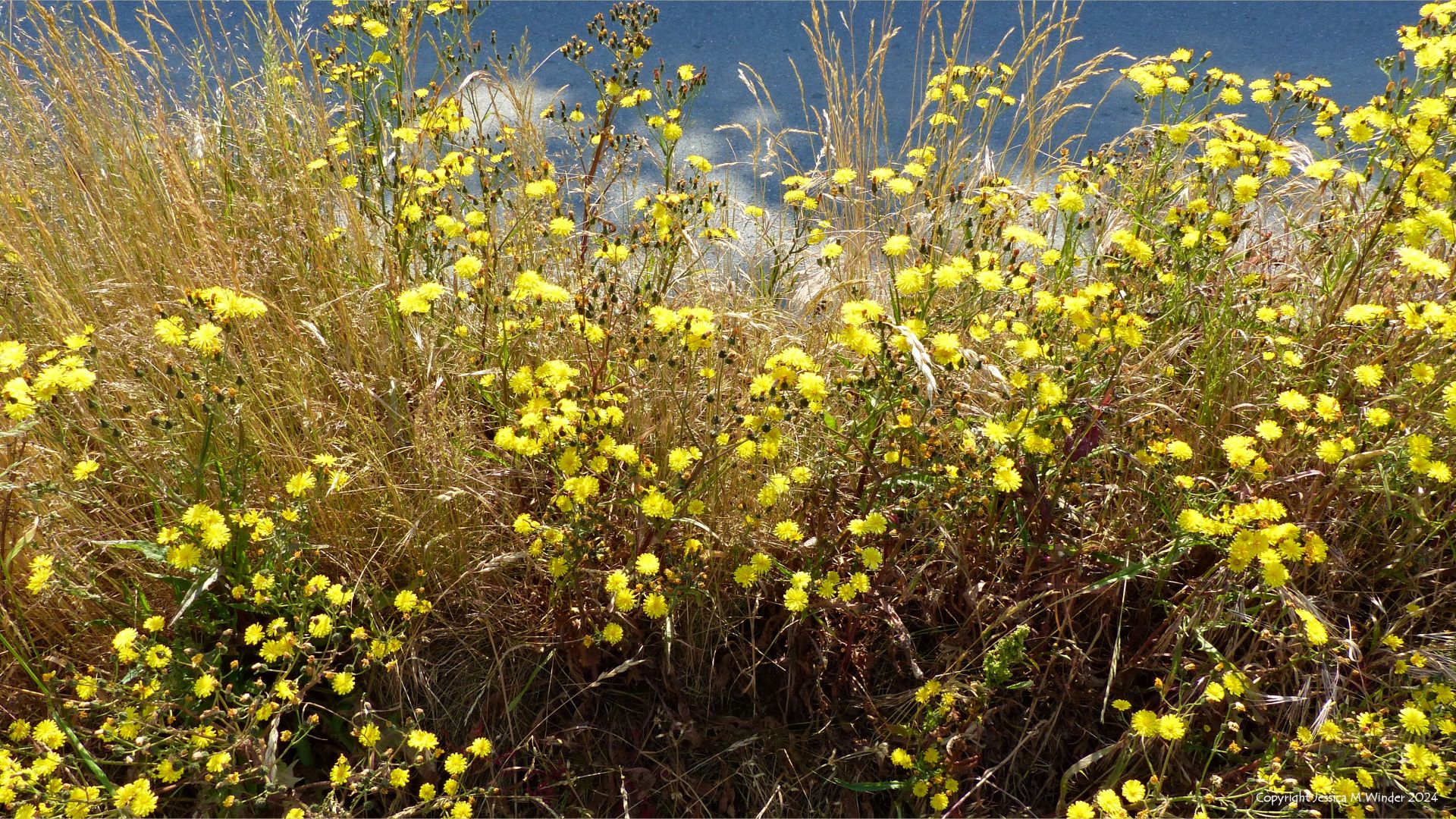 British native plant community with wild flowers and grasses on a roadside verge habitat