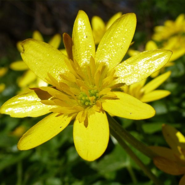 Close-up of the yellow flower of Lesser Celandine (Ranunculus ficaria)