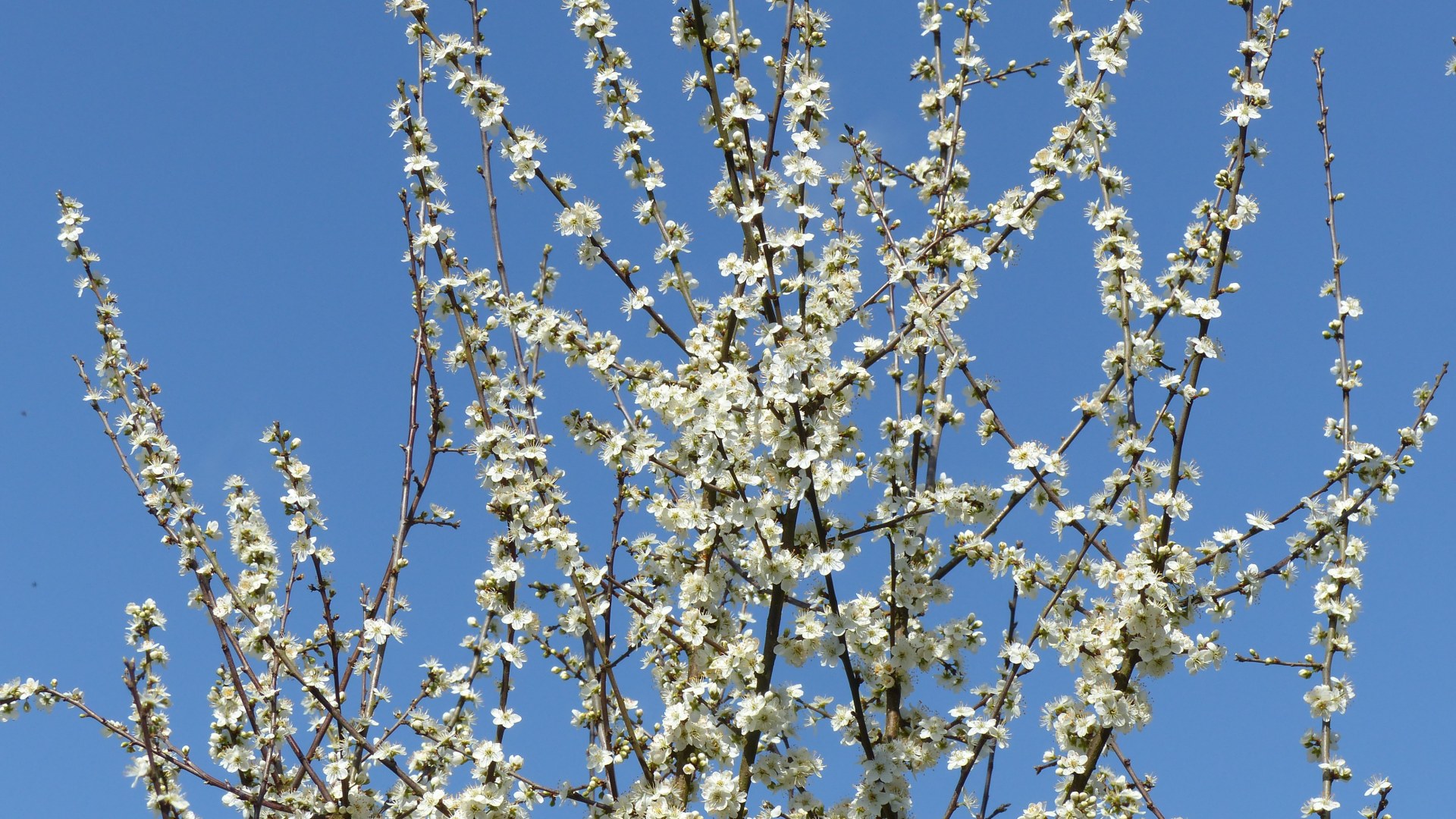 White blossoms of Blackthorn (Prunus spinosa)