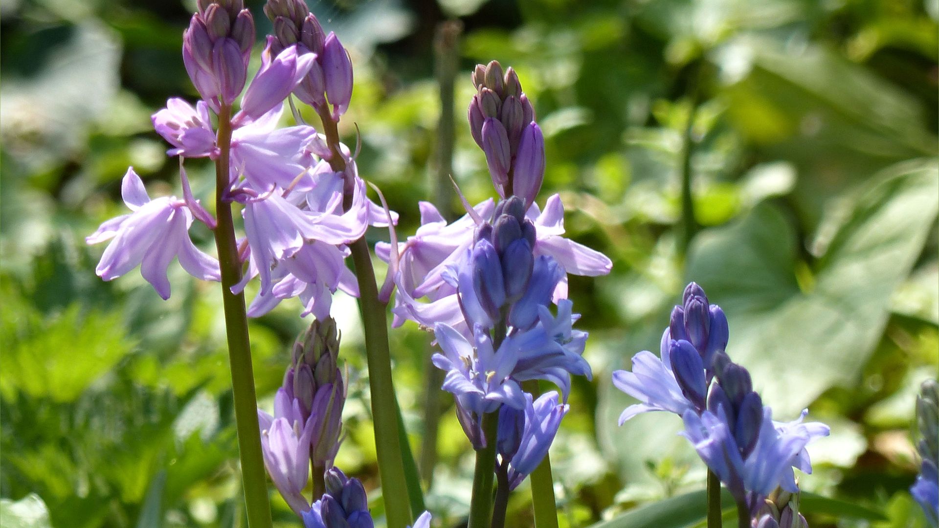 Pink and blue non-native bluebell flowers in Dorset UK