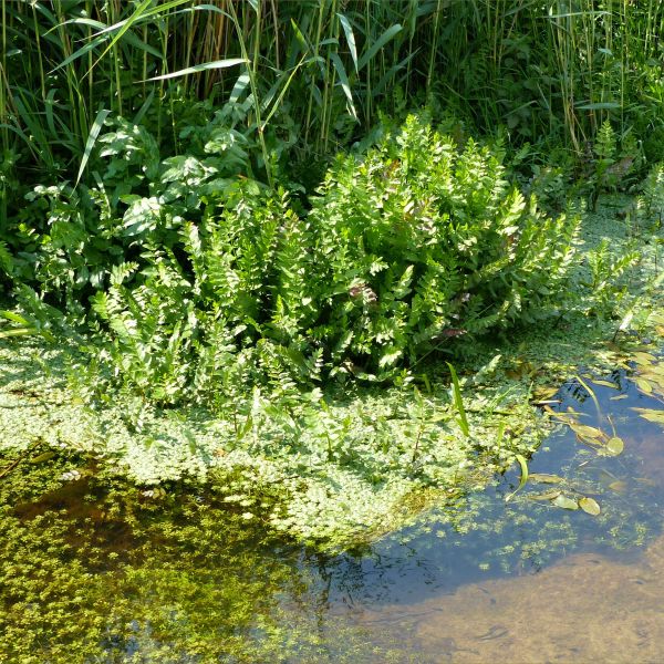 Community of plants growing on the margins of a stream