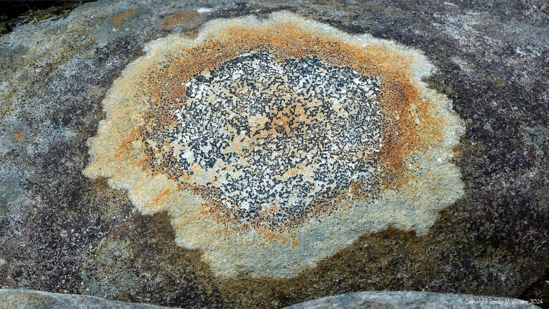 Lichens encrusting ancient rocks