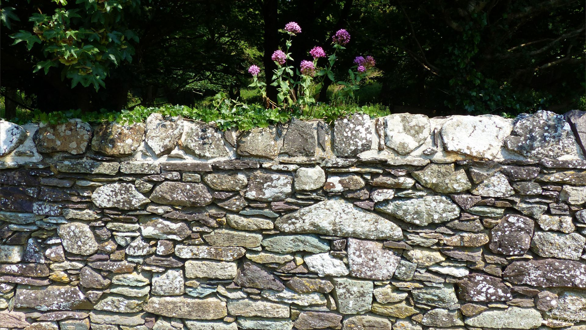 Natural pattern of lichens encrusting rocks in a stone wall with ivy and valerian flowers