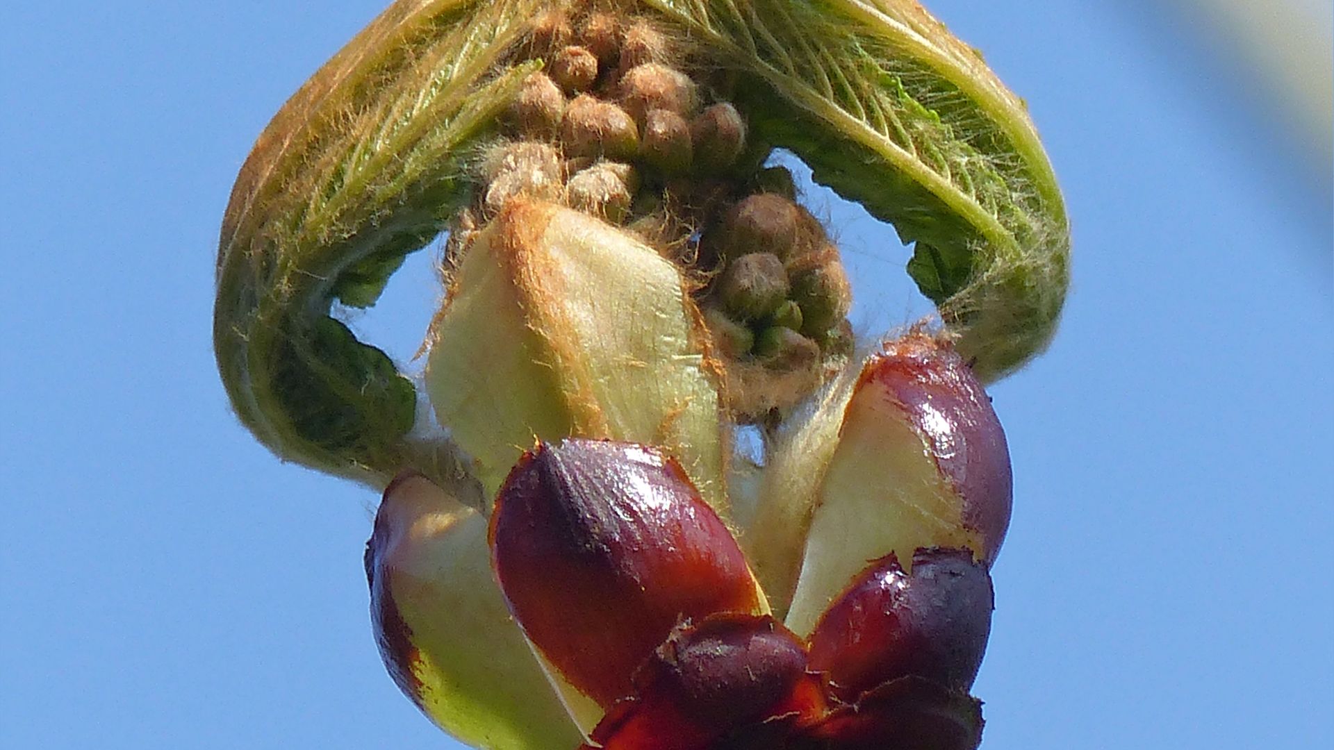 Sticky bud with opening leaves on a Horse Chestnut tree