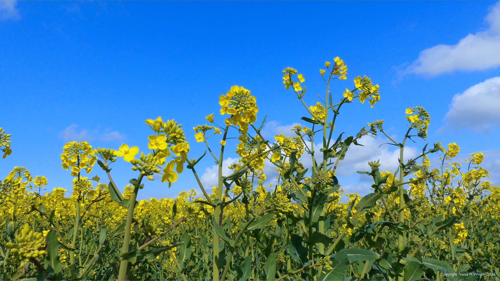 Yellow oilseed rape flowers in a field against a blue sky with whispy clouds