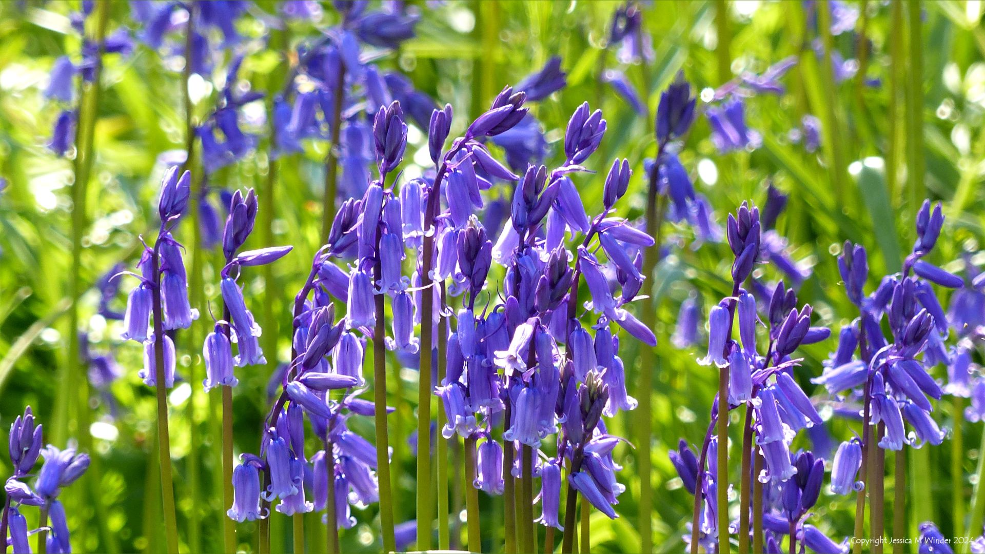 Close-up of native bluebells (Hyacinthoides non-scripta) in a Dorset woodland
