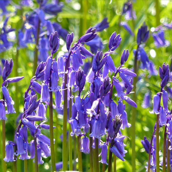 Close-up of native bluebells (Hyacinthoides non-scripta) in a Dorset woodland