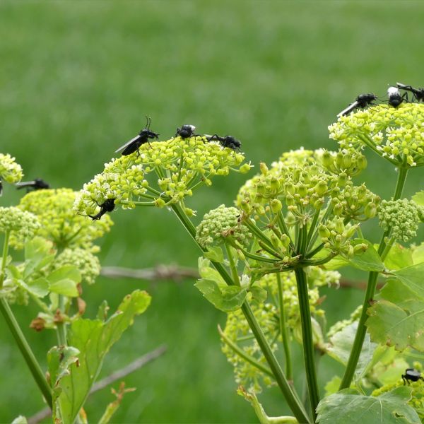 St Mark's Flies (Bibio marci) on Alexanders flowers (Smyrnium olusatrum)