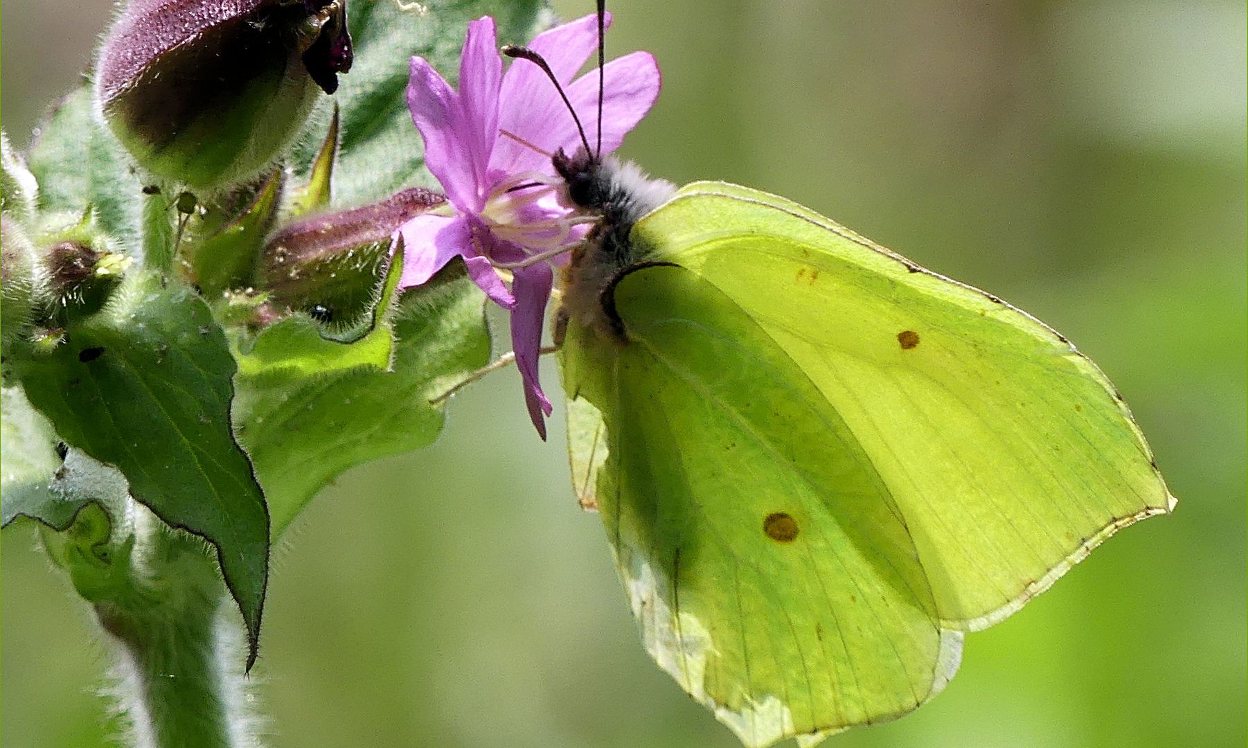 Brimstone butterfly on native red campion flowers at Crymlyn Bog in South Wales