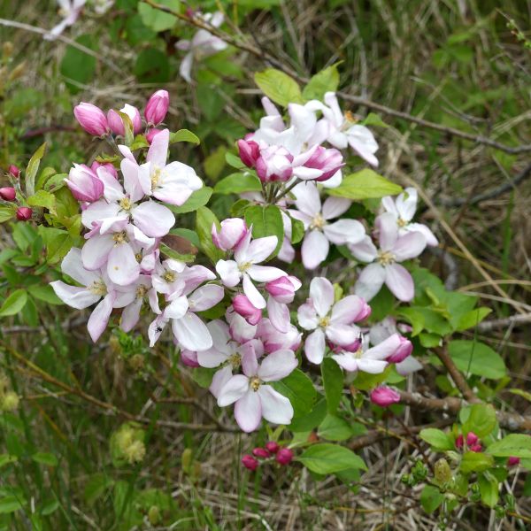 Close-up of pink Wild Crab Apple blossoms on a tree growing in the fixed sand dunes