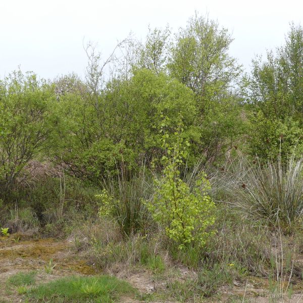 Small trees growing and other plants on vegetated dunes