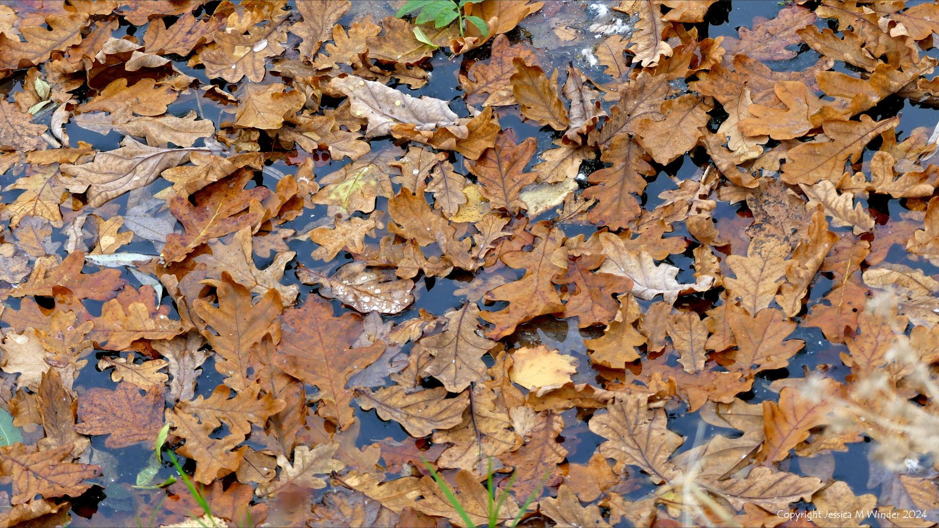 Leaves on the surface of the water at Sculpture by the Lakes in Dorset, October 2024