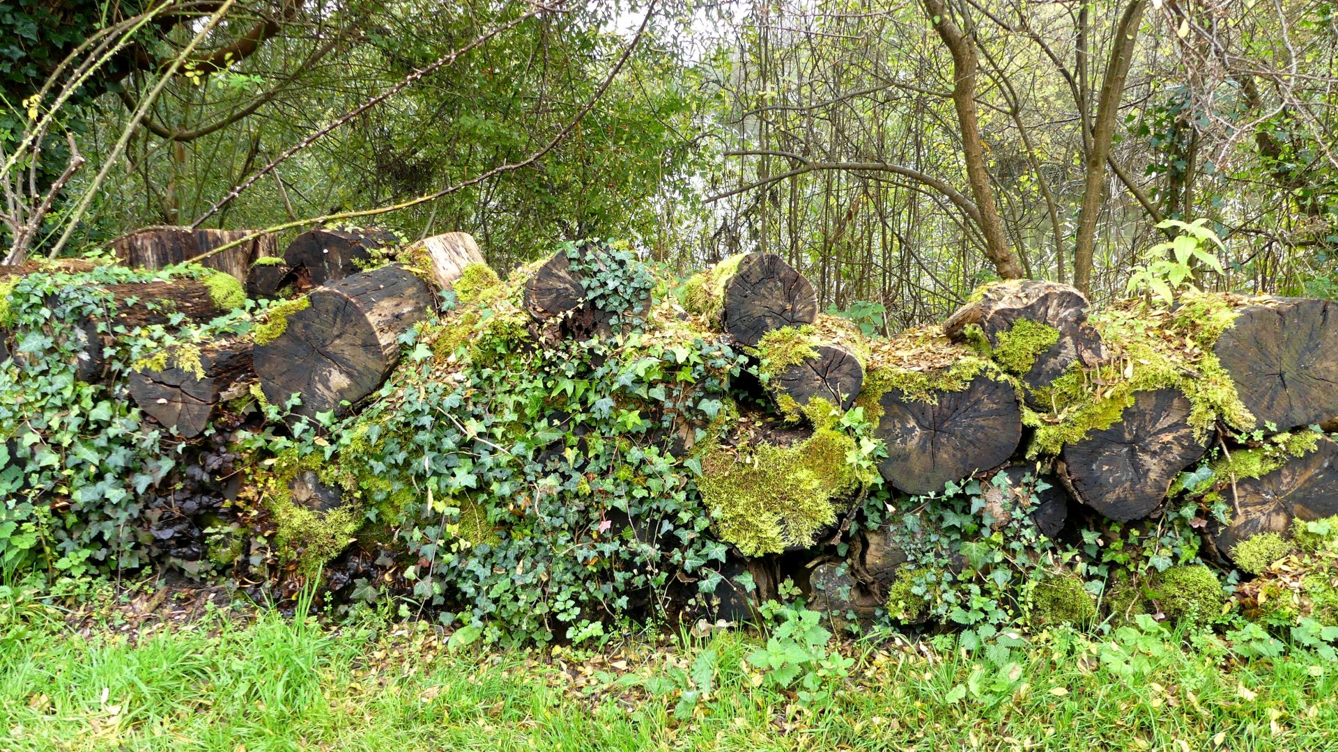 Wood pile for wildlife at Sculpture by the Lakes in Dorset