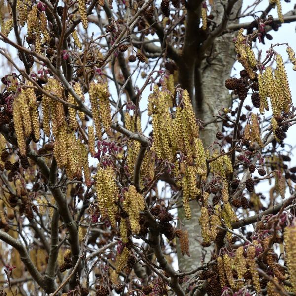 Catkins on an alder tree at RSPB Radipole at Weymouth in Dorset 12 March 2025