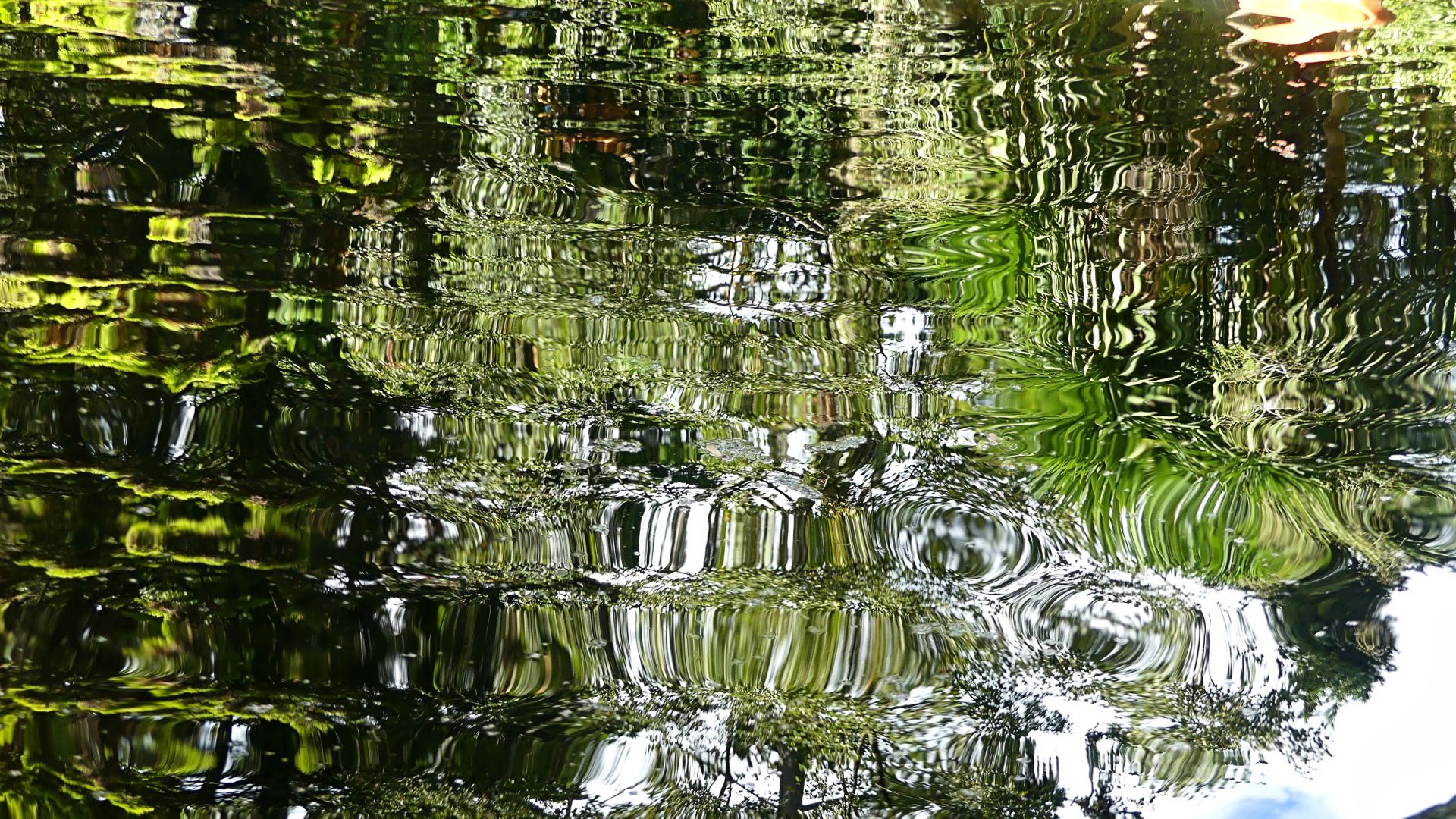 Ripples and reflected plants in a pond at the Botanic Garden, Swansea University