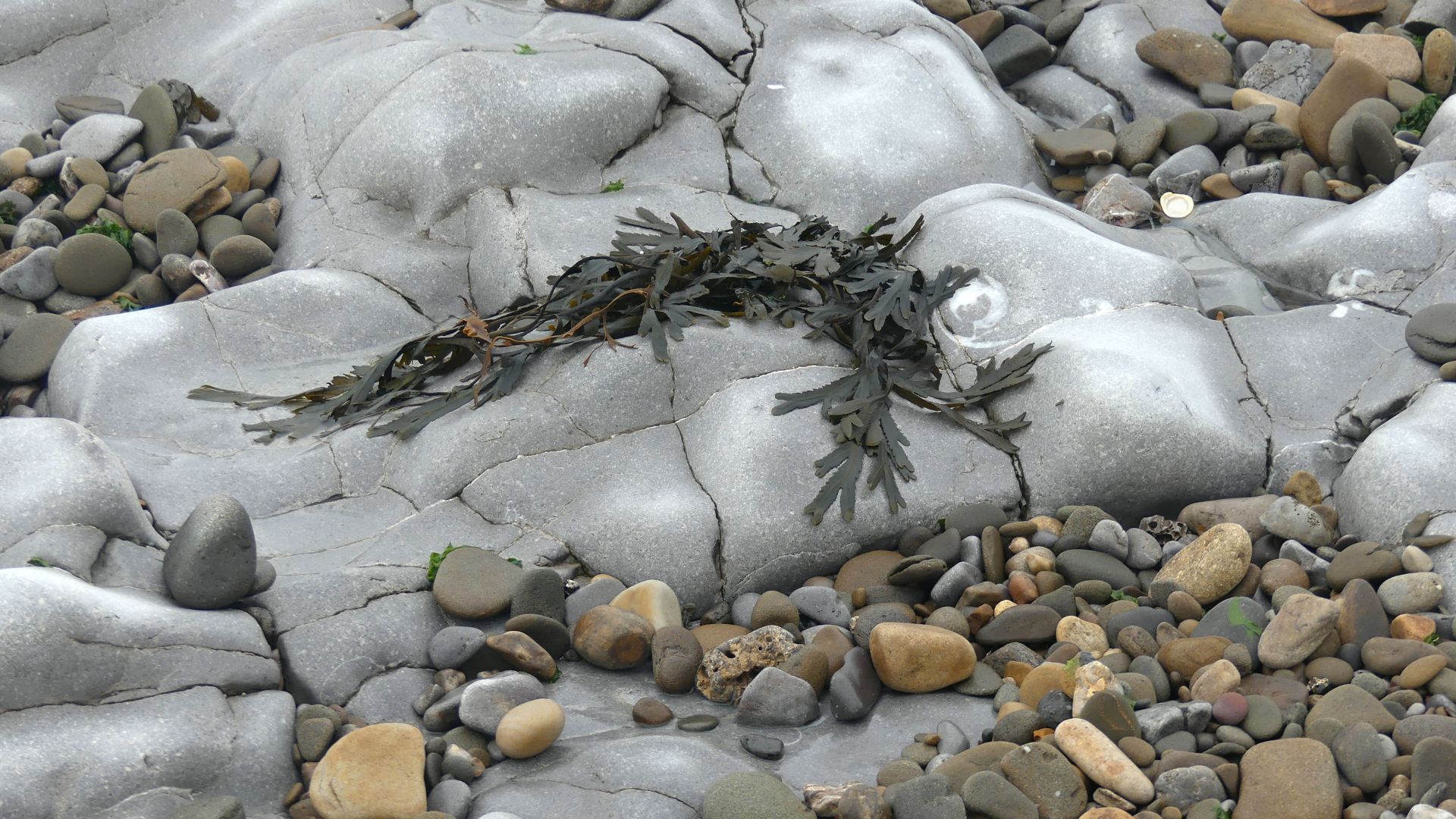 Strand of seaweed and pebbles on water-worn Pembroke Limestone Carboniferous era wave-cut platform on the beach at Ogmore-by-Sea on the Glamorgan coast in South Wales